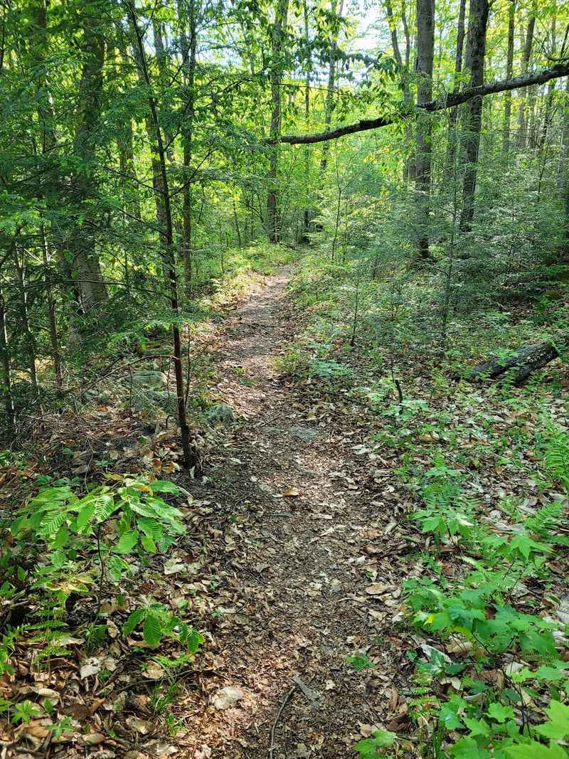 Old Logger's Path