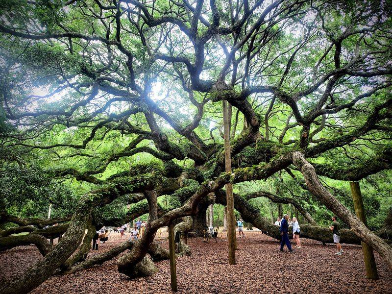 Angel Oak - Johns Island