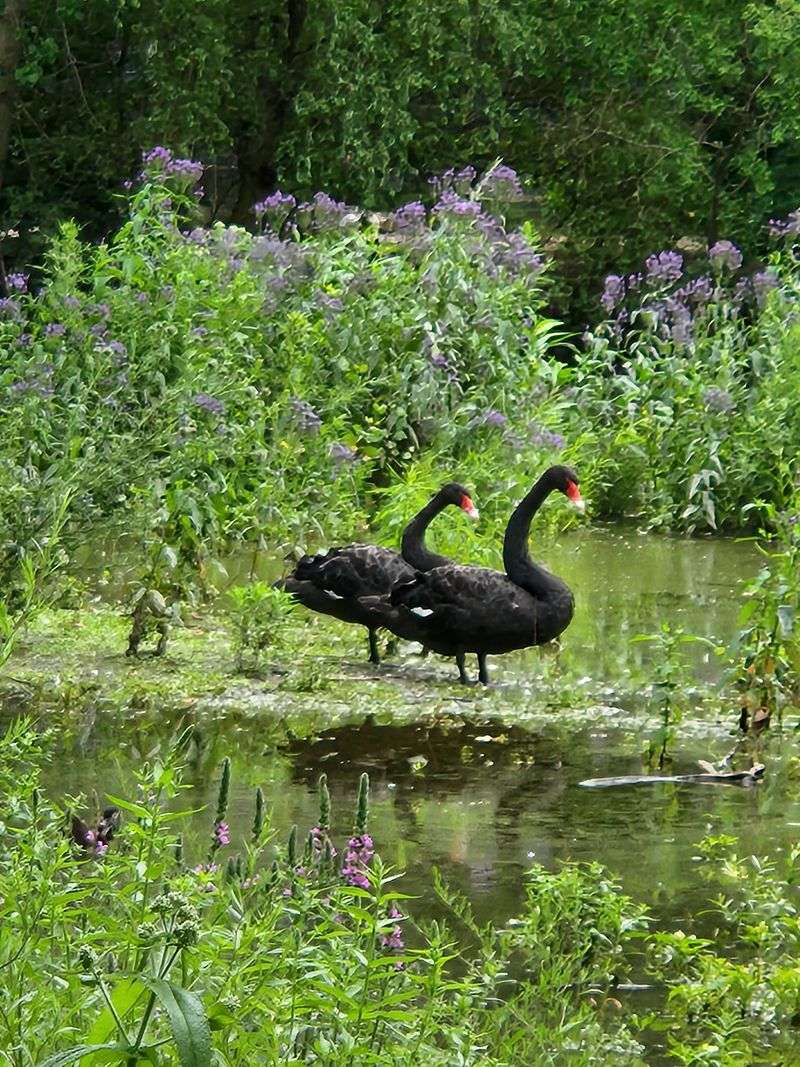 Wilderness Trails Zoo - Flint, Genesee County,