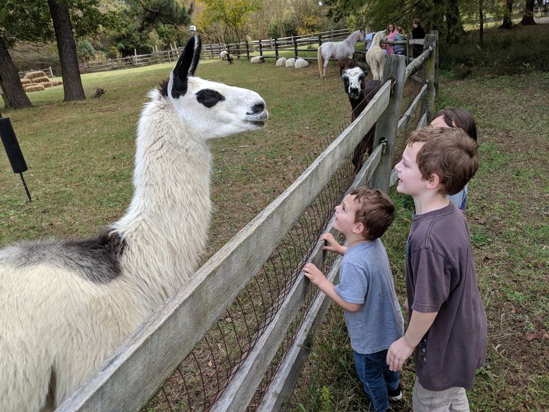 Bluebird Gap Farm - Hampton
