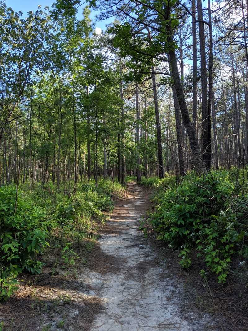 Weymouth Woods Sandhills Nature Preserve - Southern Pines, Moore County