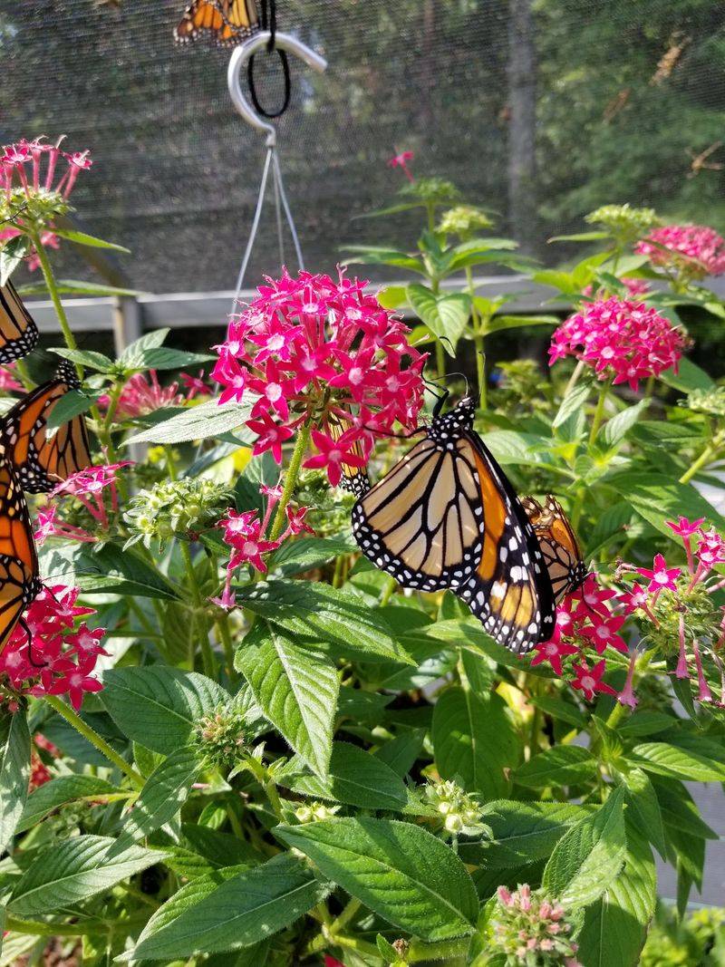 Watch the Butterfly Life Cycle From Egg to Adult