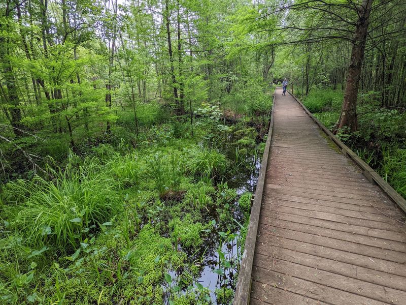 Scenic Trails That Let You Experience the Swamp Up Close