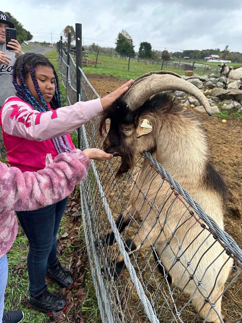 Visit the Interactive Petting Zoo