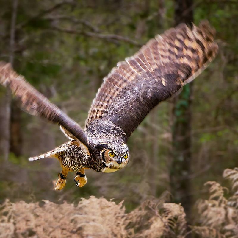 Owls That Rule The Forest