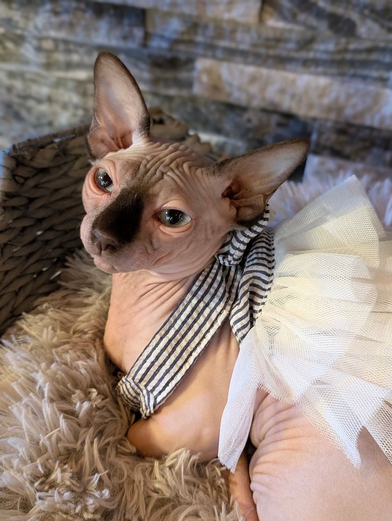 More Than Maine Coons: A Variety of Unique Cat Residents