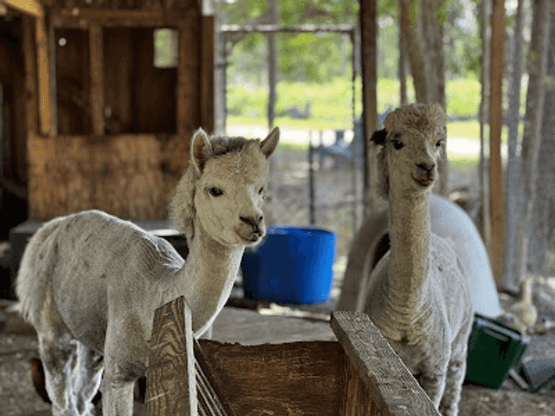 Alpacas With Personality to Spare