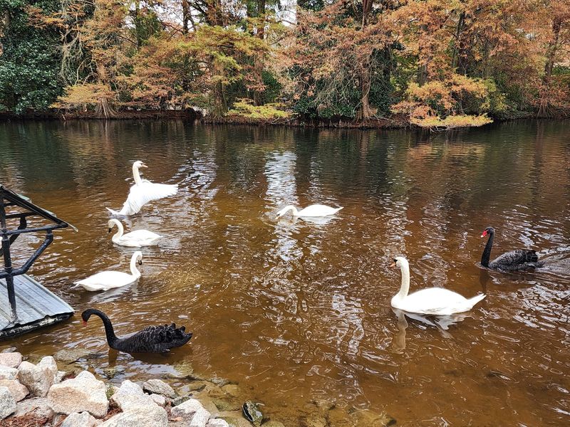 Swan Lake Iris Gardens, Sumter