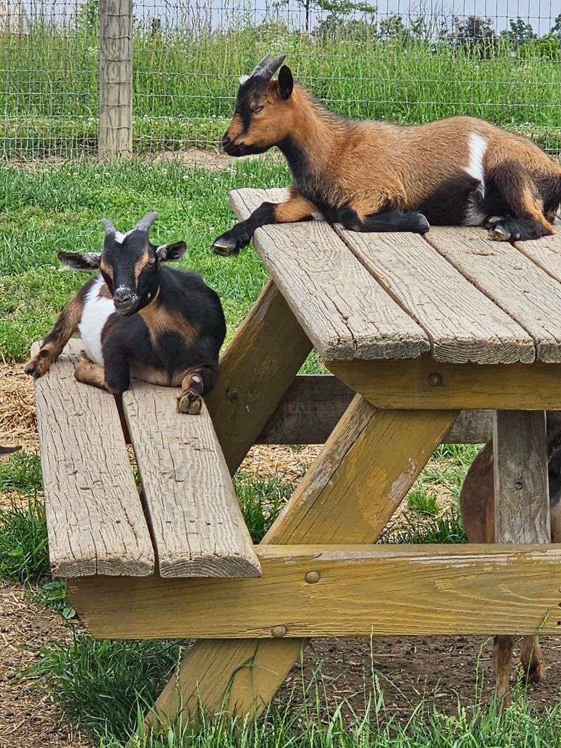 Goats and calmer moments between thrills