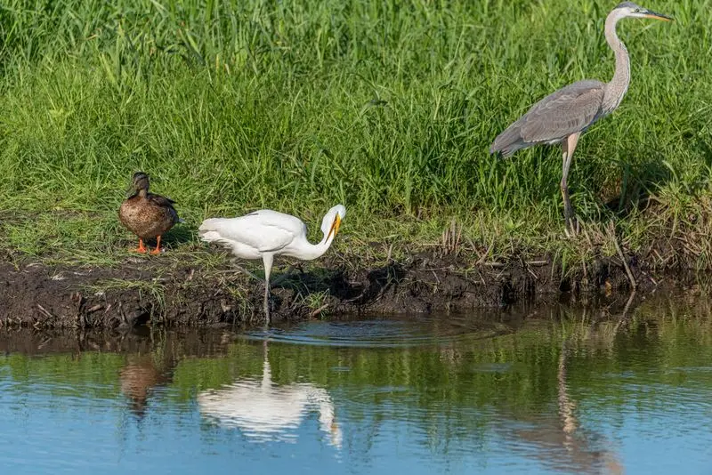 Bombay Hook National Wildlife Refuge - Smyrna