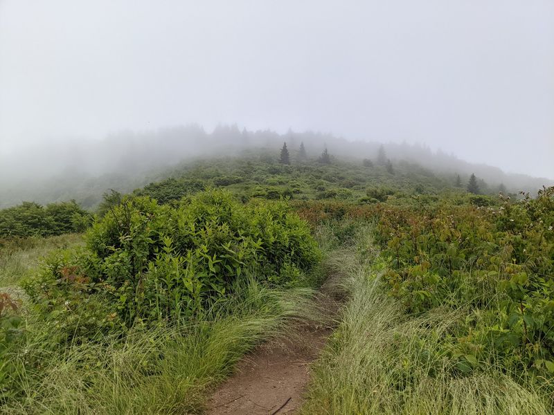 Shining Rock Trail, Brevard