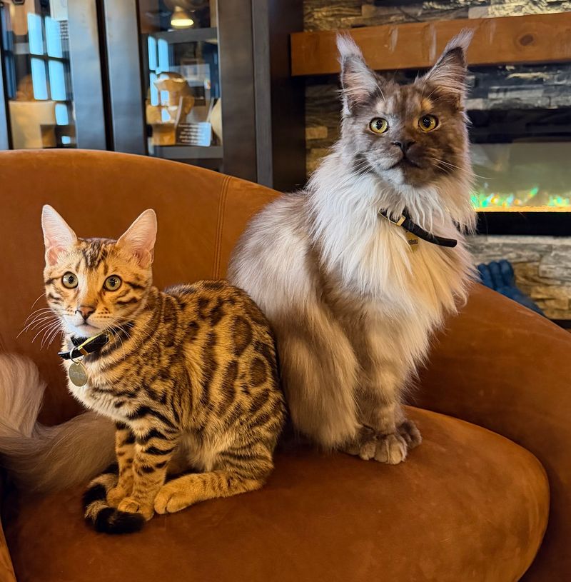 The Adoption Lounge Helps Rescue Cats Find Forever Homes