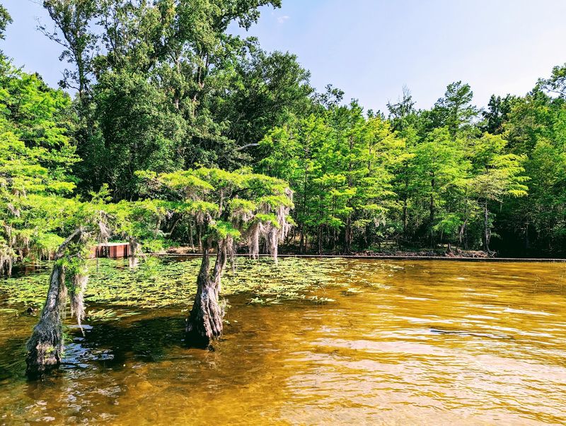 Lake Waccamaw State Park - Lake Waccamaw