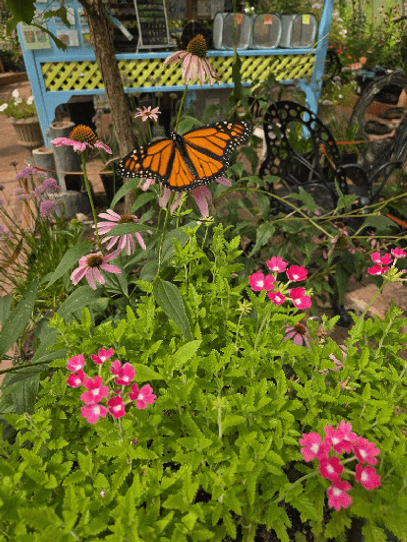Butterflies Turn the Air Into Color