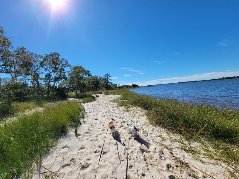 Carolina Beach State Park - Carolina Beach