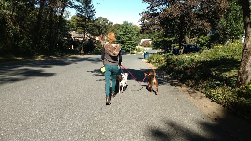 Chestnut Hill Trail Connector