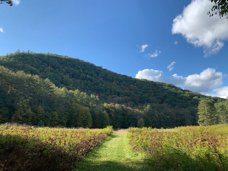 Mohawk Trail State Forest, Charlemont