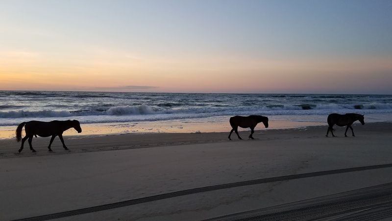Carova Beach - Northern Outer Banks