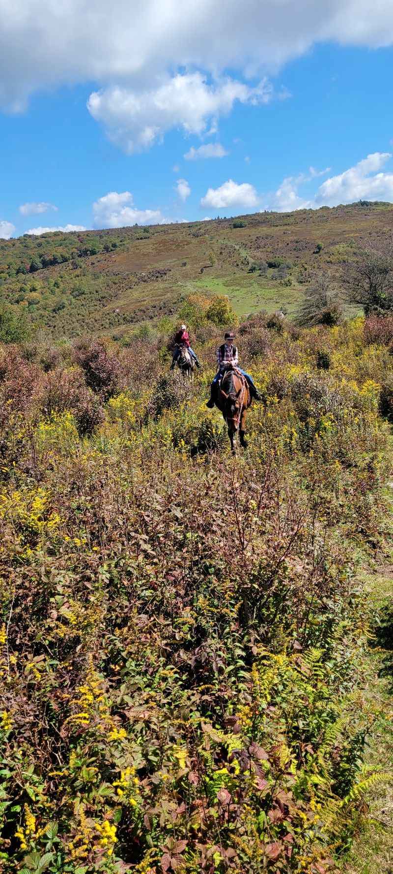 Appalachian Horseback Riding Adventures, Troutdale