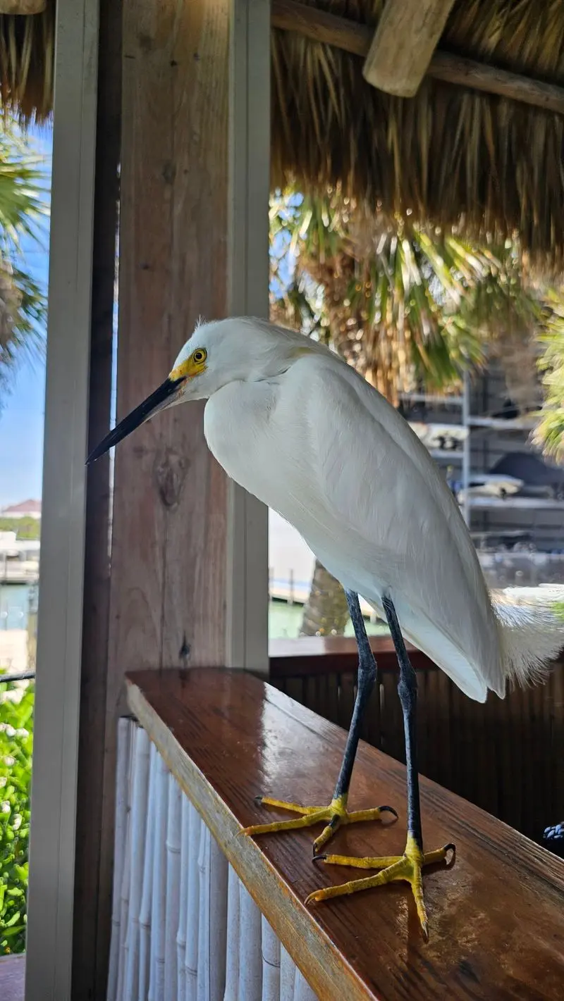 Pop's Sunset Grill - Nokomis