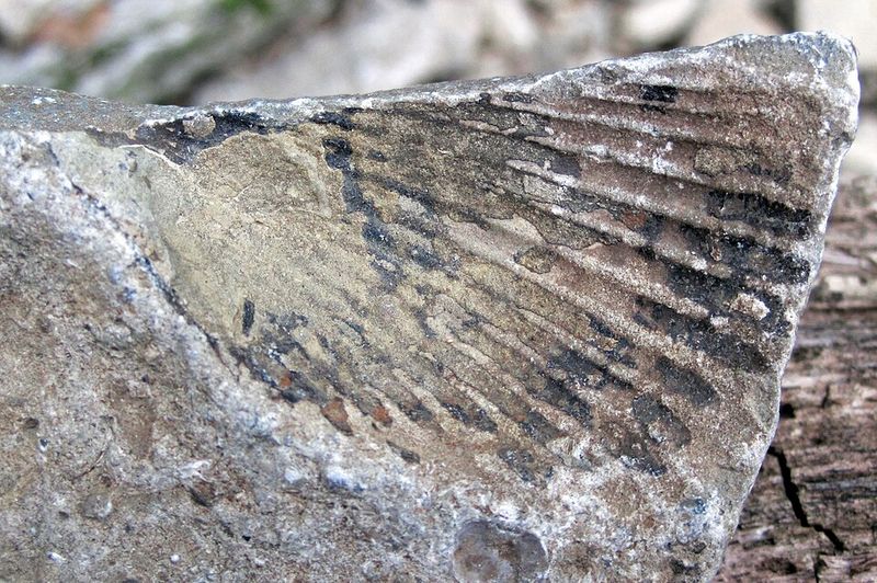 These Fossils Are Nearly 450 Million Years Old