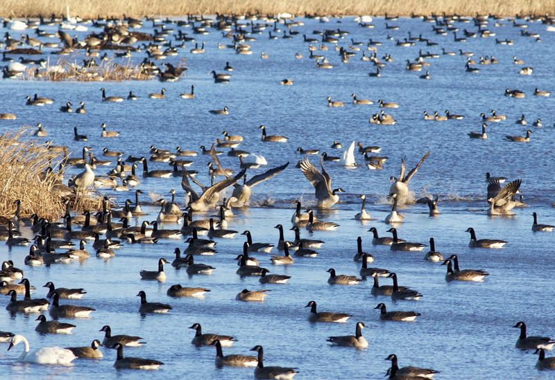 Goose Pond Sanctuary