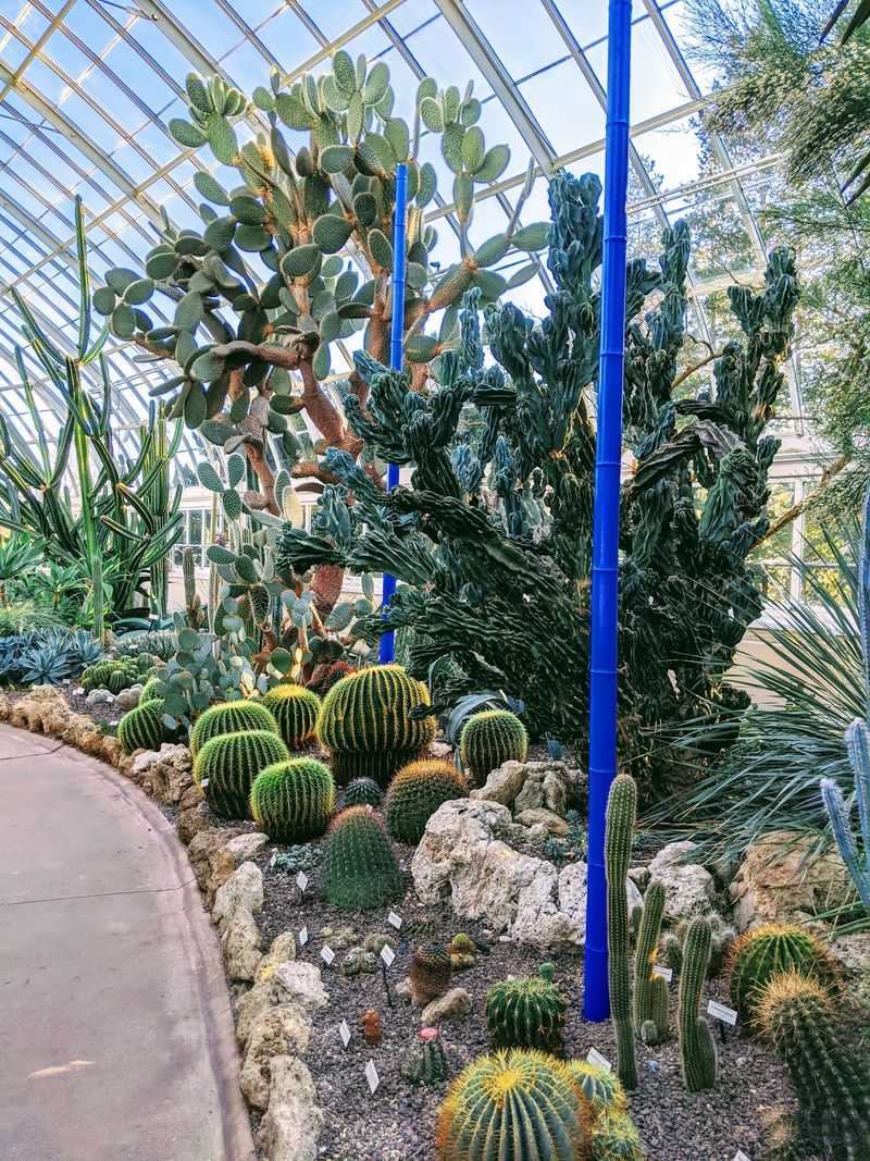 Desert Plants Bring the Heat Without the Rain