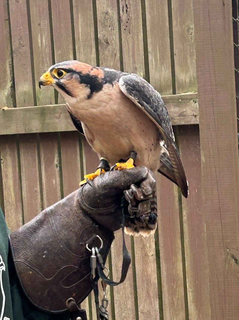 Falcons, Hawks, And Other Master Hunters