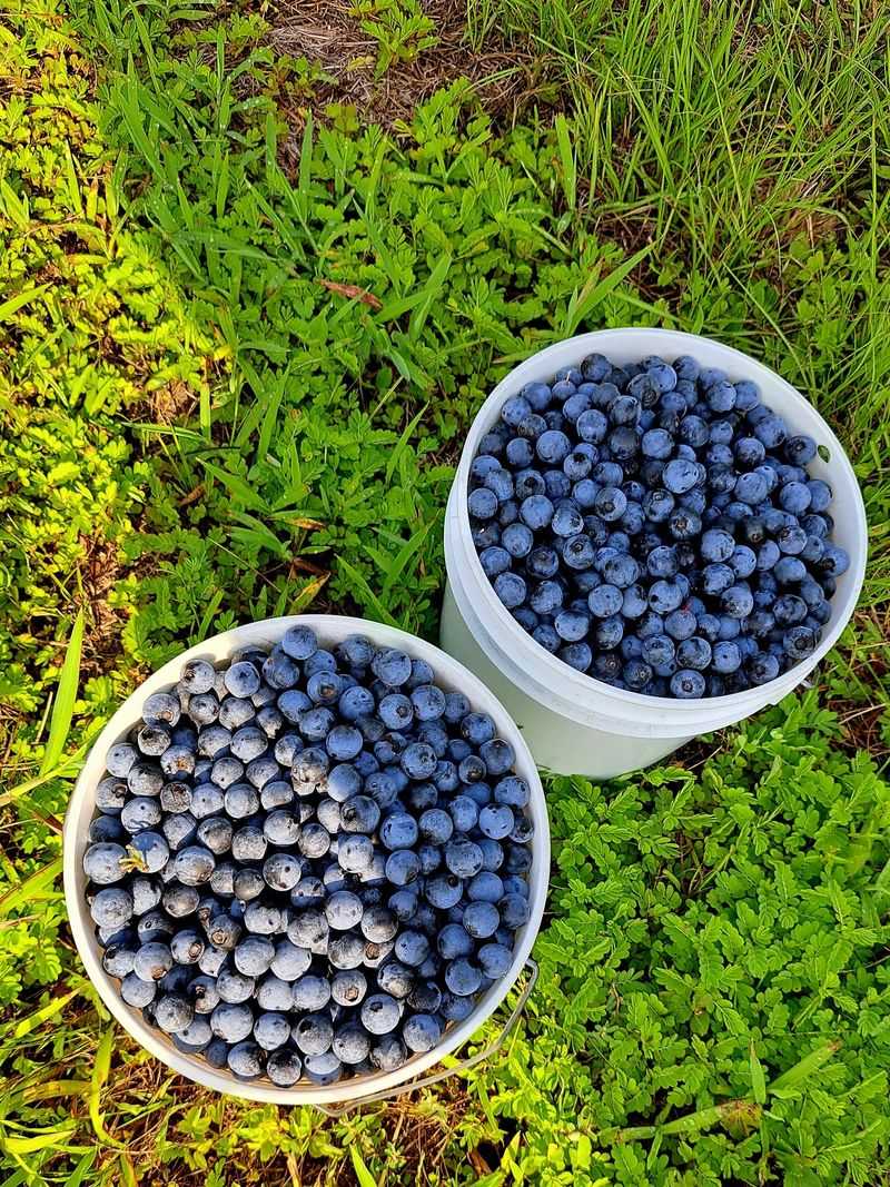 Take Advantage of Affordable U-Pick Prices