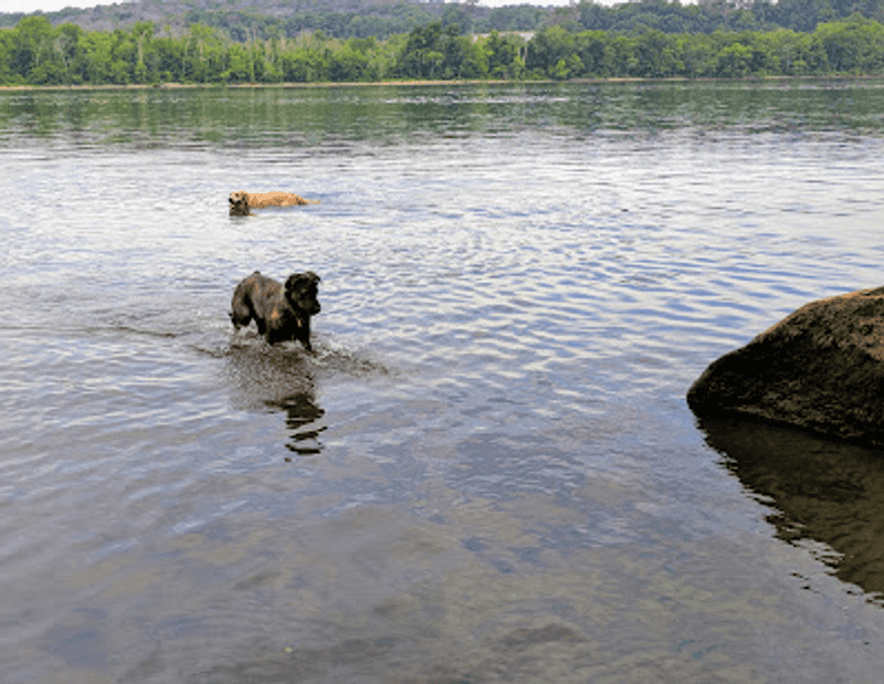 Dog Walks Feel Happier Beside the River