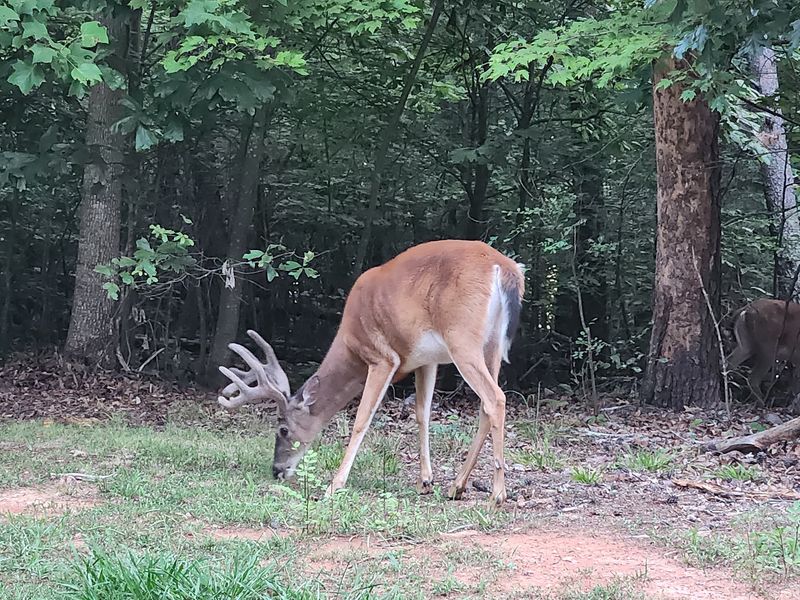 Wildlife and Quiet Moments