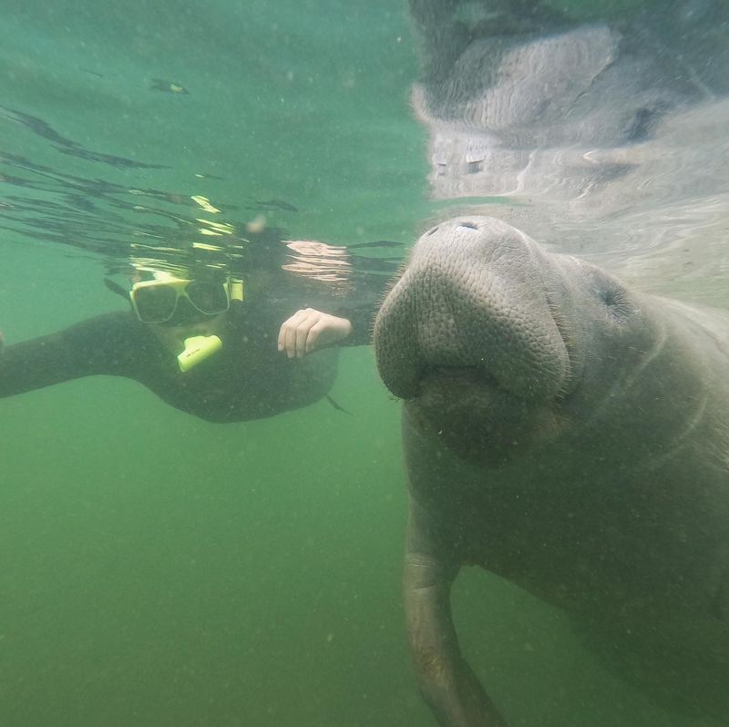 A Front Row Seat for Manatees and More