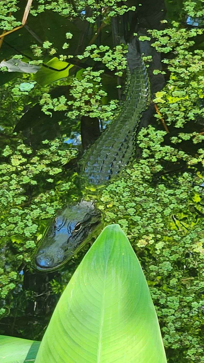 Corkscrew Swamp Sanctuary Boardwalk