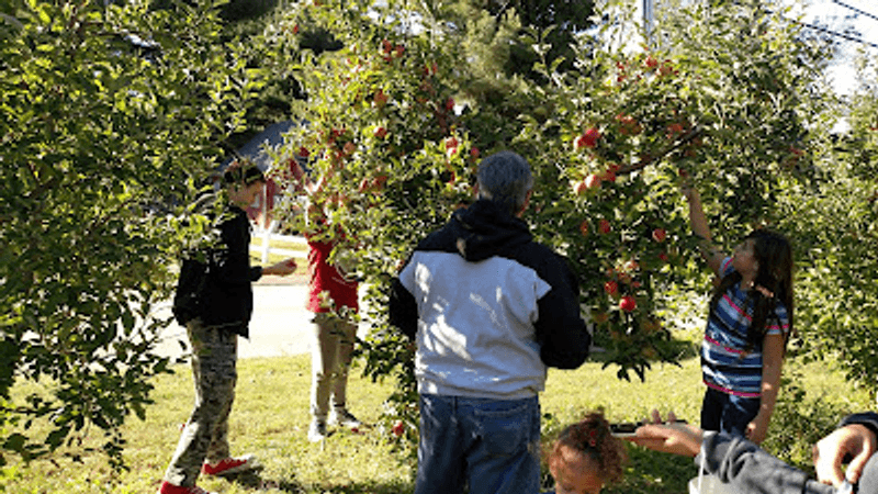 Apple Rows Turn Fall Into A Hands-On Tradition