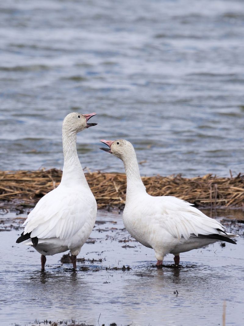 Jamaica Bay Wildlife Refuge, Queens, Queens County