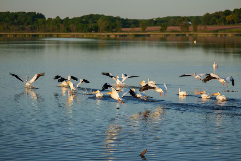 Birdsong and Boardwalks at Horicon Marsh, Horicon, Dodge County