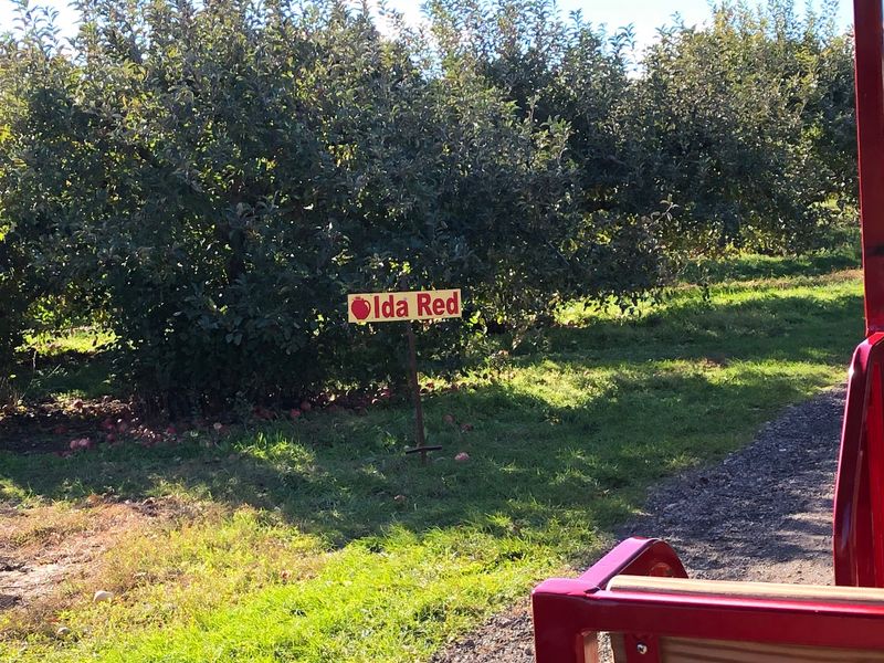 U-Pick Apple Rows You Can Wander All Afternoon