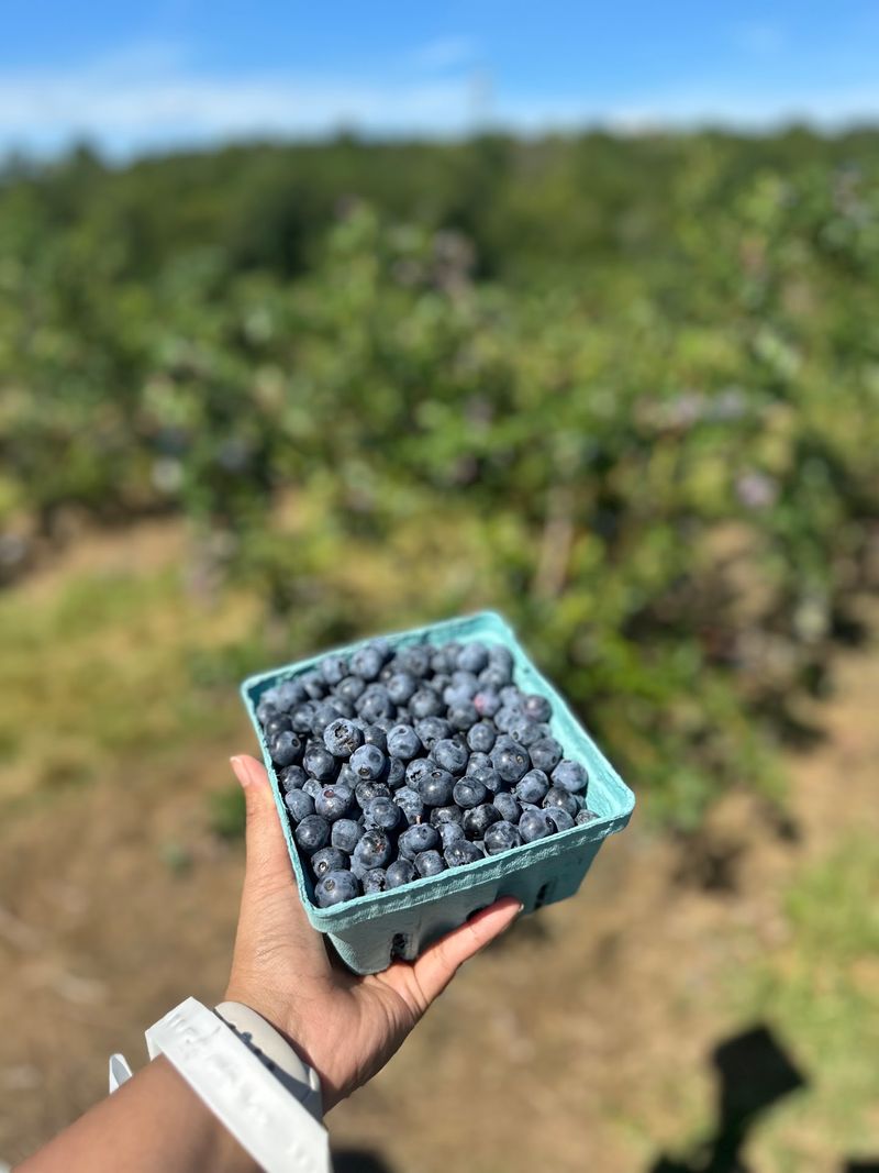 Summer Is Prime Time for Berries and Stone Fruits