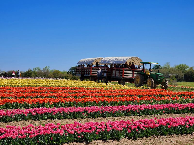 Rides Make the Fields Easier to Reach