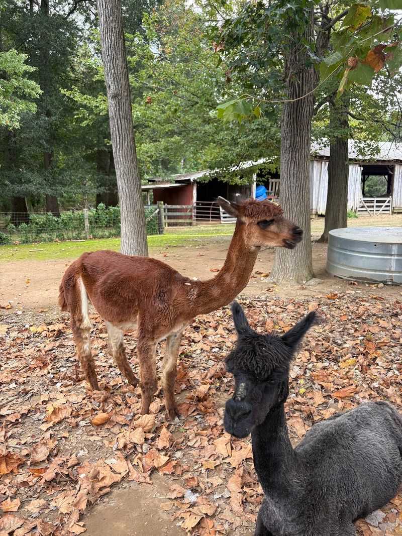 Meet the Friendly Farm Animals
