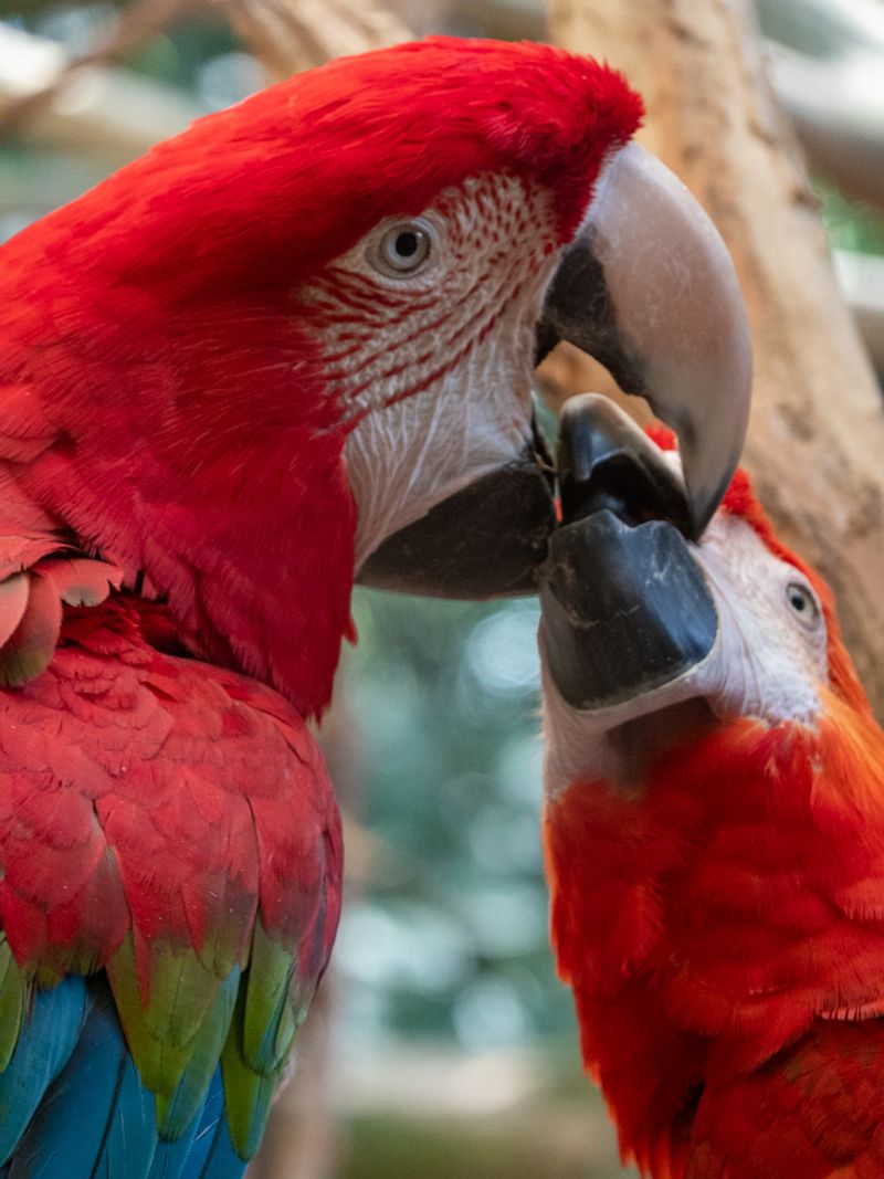 Helpful Guides Add Stories to the Animals