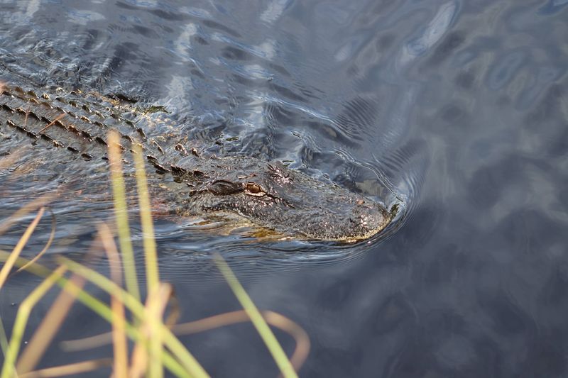 Look For Wildlife Along Quiet Bends
