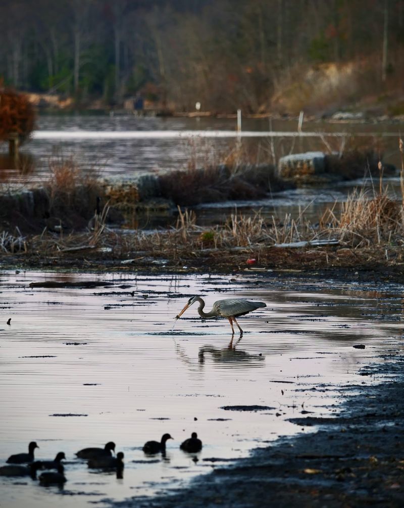 Seasonal Birding Beyond the Eagles