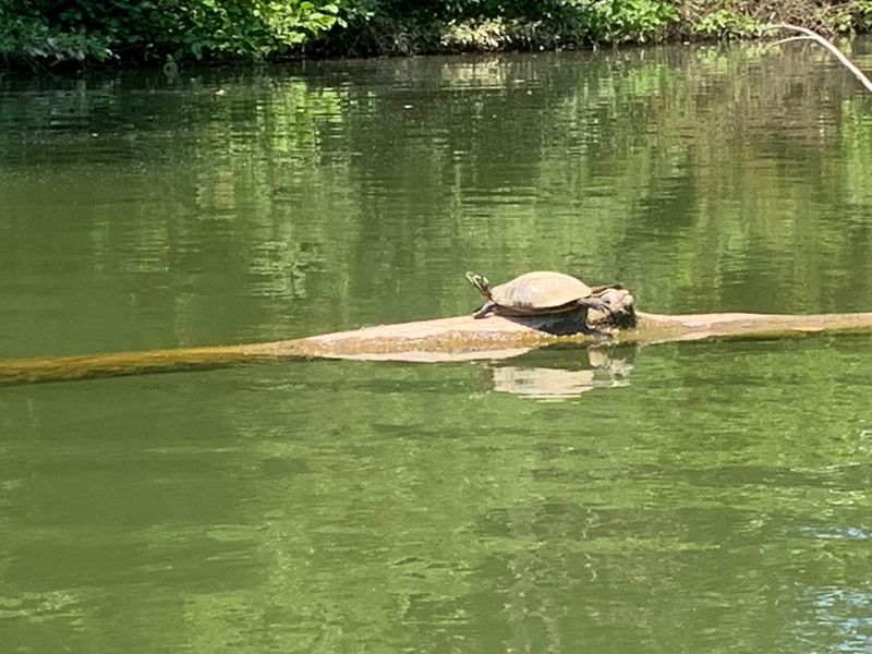 Wildlife Watching Opportunities Around Every Bend