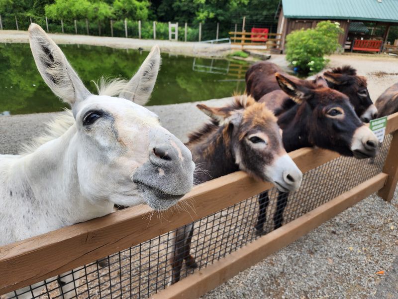 Living Treasures Animal Park