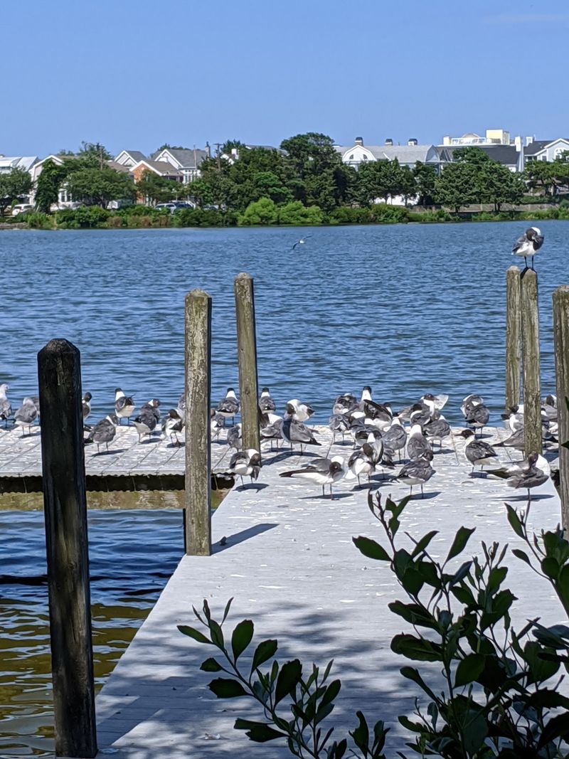 Silver Lake State Bird Refuge