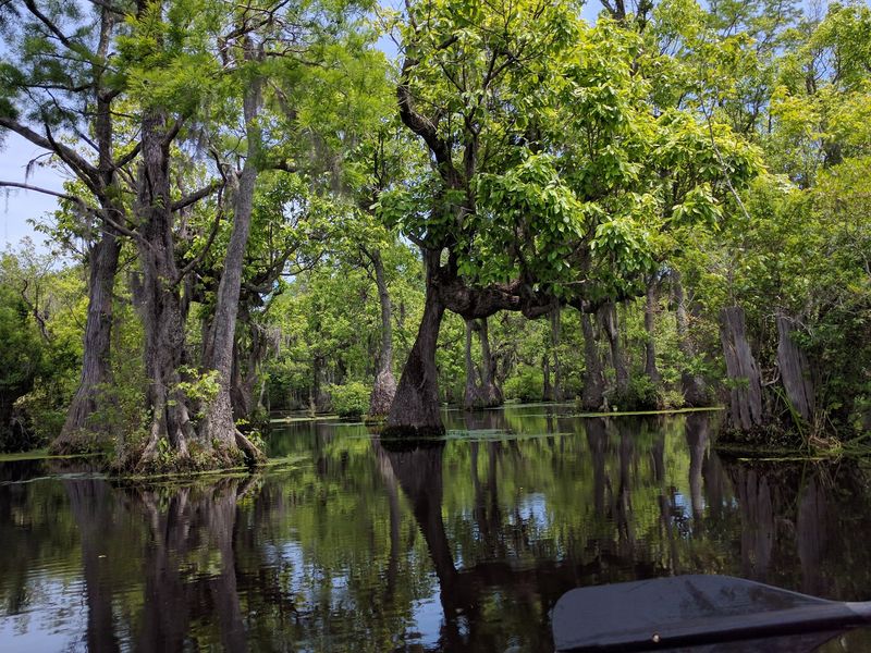 Cypress swamp scenery steals the whole show