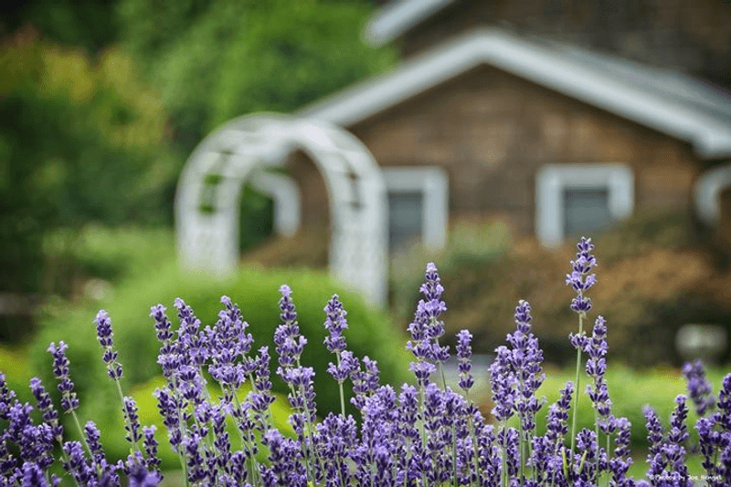 Bluebell Lavender, Milford, Sussex County