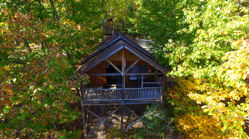 Forest Edge Magic at Hot Springs Treehouse Cabins