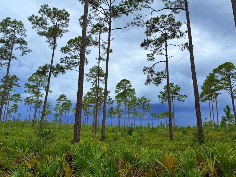Okefenokee National Wildlife Refuge - Folkston